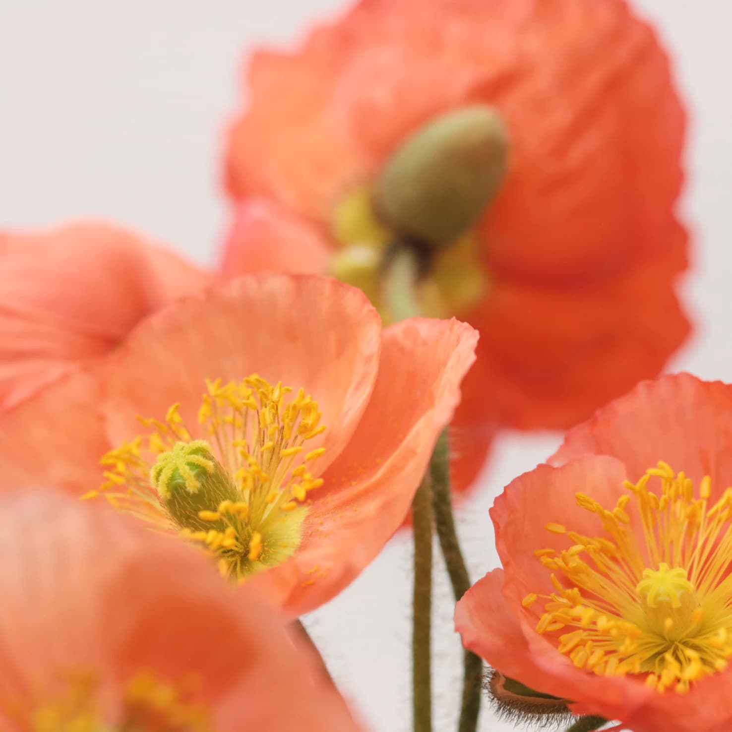 Coral poppies, close